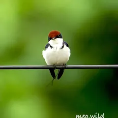 Another shot of the adorable baby Wire-tailed Swallow. Its wide-eyed, innocent look is just heartwarming. These little ones are a joy to watch and photograph.