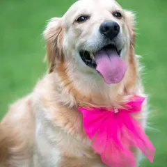 A close-up to show off the lovely pink accessory on this sweet Golden Retriever. Even a small prop can make a big difference in styling a unique pet portrait.
