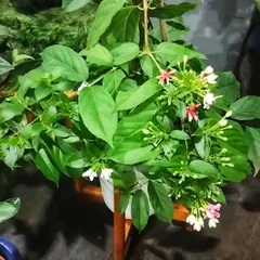 Limited stock alert. The exquisite Madhumalti, or Rangoon Creeper, is a fast-selling favorite for its fragrant, color-changing blooms. It's a perfect addition to any sunny balcony or garden.
