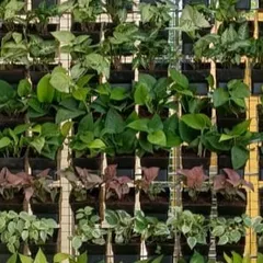 This is a modular vertical garden panel, showcasing a mix of indoor plants. We help you select low-maintenance varieties that thrive in your specific lighting conditions.