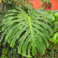 What would you call this? A monster Monstera? The leaves on this plant just keep getting bigger and more fenestrated.