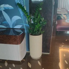 A healthy ZZ Plant (Zamioculcas zamiifolia) chosen for its tolerance of low light, making it a reliable option for interior spaces away from windows.