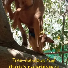 There's never a dull moment with Chikki around! This adventurous pup loves exploring every nook and cranny of our play yard, even climbing trees to get a better view. We encourage their natural curiosity in a safe environment.