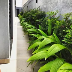 A close-up of lush, vibrant green foliage along a narrow pathway. We carefully select plants that thrive in specific light conditions, ensuring the garden remains healthy and beautiful.