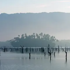 The eerie aftermath of the 2004 tsunami in the Andamans. In the morning mist, a White-bellied Sea Eagle perches on a dead mangrove stump, a symbol of resilience amidst devastation.