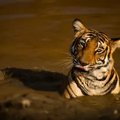 A tiger seeking relief from the heat is a classic jungle scene. This series from Kabini shows the Magge female enjoying a summer evening in a waterhole, the golden light catching her fur beautifully.