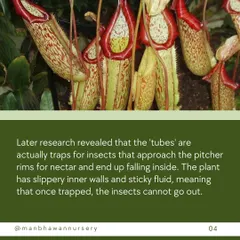 Research revealed that the 'tubes' of the pitcher plant are actually traps. Insects are lured to the rim for nectar and fall inside the slippery walls into a sticky fluid, with no way to escape.