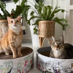 My two great loves: my cats and my art. Here are my favourite models posing with cat scratchers from Cozi_Kat featuring my 'Mumbai Meri Jaan' and a tropical jungle print. It brings me so much joy to create art that even our furry family members can enjoy.