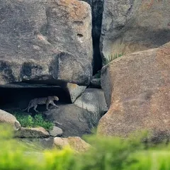 A beautifully composed shot of the Jawai leopard, using the natural frames of the rocks to draw the viewer's eye.