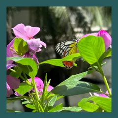 A Jezebel butterfly feeding on the nectar of a Periwinkle flower. Creating a pollinator garden is about providing a food source for these vital creatures, ensuring our ecosystem remains healthy.
