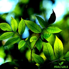 The foundation of any great garden is healthy plants. I source high quality plants and help you understand their care needs, ensuring your green space remains vibrant and healthy.