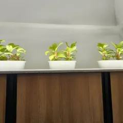 Three small philodendron plants arranged in sleek white planters on a cabinet top. This shows how we can add a touch of green to any part of your home, even on existing furniture, to brighten up the space.