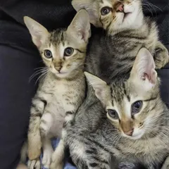Three adorable tabby kittens huddled together. They are dewormed, litter trained, and would love to be adopted in pairs.