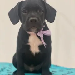 Zi Zuo, an adorable black puppy, looking sweet with his lavender bow. My puppy package ensures a stress-free first groom.