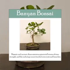 This is a Banyan Bonsai, a miniature version of the majestic and ancient tree. It tells a story of time and strength, representing the connection between roots and branches.