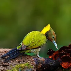 A Greater Yellownape Woodpecker inspects a cluster of bracket fungi on a fallen log. The composition highlights the interaction between the bird and its environment, with the bright green of the woodpecker contrasting with the dark red of the fungi.