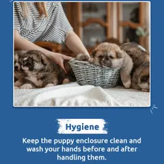 Good hygiene is essential for young puppies. Keeping their enclosure clean and washing your hands before and after handling them helps prevent the spread of infections.
