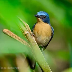 The Tickell’s Blue Flycatcher, an endearing and vividly plumaged bird, peers through the green foliage. It loves shaded tree-cover, where it flits about energetically in a perennial hunt for insects.