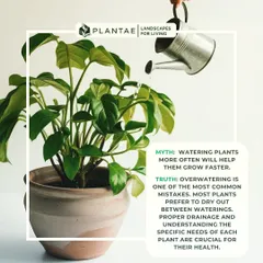 The belief that watering plants more often helps them grow faster is a myth. Overwatering is a leading cause of plant death. It's crucial to understand each plant's specific needs and allow the soil to dry out between waterings.