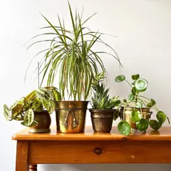My collection of brass-finished metallic planters offers a timeless, vintage appeal. They pair beautifully with a variety of plants, from leafy Prayer Plants to spiky Dracaena, creating an elegant tabletop garden.