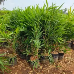 A large stock of young bamboo plants in nursery bags. Bamboo is excellent for creating fast-growing privacy screens.