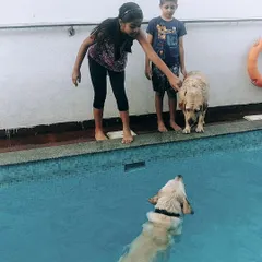 A wonderful family moment at the pool. Kids and their Labradors interact during a supervised swim, showing how our space is perfect for the whole family to bond and create happy memories with their pets.
