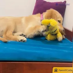 A golden retriever puppy enjoys a nap on one of our comfortable orthopedic beds. We believe a good bed is essential for joint health and restful sleep, especially for growing puppies and senior dogs.