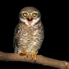 A Spotted Owlet lets out a defensive hiss, its bright yellow eyes wide in the darkness. This nocturnal shot captures the fierce spirit of a small but mighty predator.