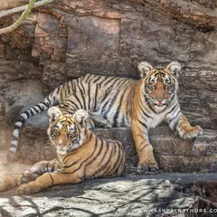 Riddhi and Siddhi, the cubs of the famous tigress Arrowhead, resting on a rocky ledge. They are the future of the tiger population in Ranthambore.