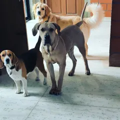 The gang is all here, waiting patiently by the door. A Beagle, a Great Dane mix, and a Golden Retriever showing how well they get along, even in quiet moments.