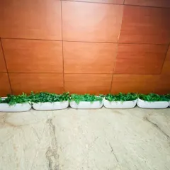 A straight-on view of the low, oblong planters lining an office wall. The uniform design provides a neat, organized, and green edge to the walkway, complementing the modern wood paneling.