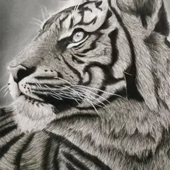 A majestic tiger drawn in hyper-realistic detail by artist Ayush Agnihotri. The fine pencil work beautifully captures the texture of the fur and the animal's intense gaze, showcasing advanced shading skills.