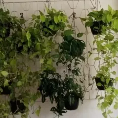 An impressive indoor vertical display of hanging money plants. We can help you create and maintain beautiful green walls inside your home.