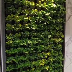 A detailed view of a live green wall, showcasing the density and health of the pothos plants. The varied shades of green leaves create a rich, textured surface.