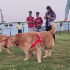 Two Golden Retrievers meeting for the first time at our weekend meetup. It's a great, safe environment for dogs to practice their social skills.