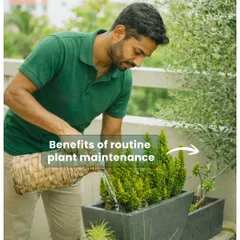 Proper watering is an art. Our team ensures each plant gets the right amount of water, preventing both dehydration and root rot for optimal health.