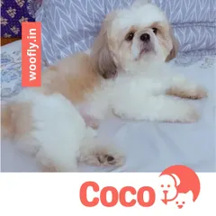Coco the Shih Tzu is looking extra fluffy and picture-perfect after a full grooming service. Regular grooming is key for maintaining their beautiful coat.