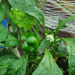A healthy green capsicum (Shimla mirch) growing on the plant, with a new flower blooming right next to it. This shows the continuous production you can achieve.