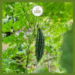 A bitter gourd, or karela, hanging from the vine. I grow these using organic methods, which I believe gives them a better taste and makes them incredibly healthy.