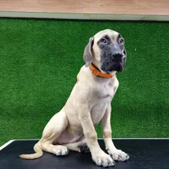 This handsome English Mastiff puppy looks calm and content on the grooming table. My services for short-coated large breeds include a moisturizing bath, nail grinding, and ear cleaning for overall health.