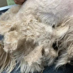 Here is a closer look at the thick, painful mats we had to remove from Bebo's body. This condition required a full shave-down for her well-being.