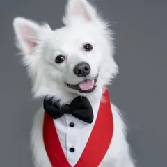 A dapper Pomeranian dressed in a tuxedo against a simple grey backdrop. This is a perfect example of a classic, elegant pet portrait.