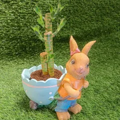 A still shot of the bunny planter with a lucky bamboo plant, a perfect combination for a gift that brings good fortune.
