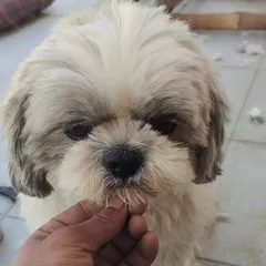 Before the haircut, the hair around the mouth was long and getting messy. This is a common issue I fix.