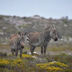 Two Cape Mountain Zebras stand alert in the fynbos vegetation of the Western Cape. This subspecies is distinct from the more common Plains Zebra and is a fantastic sighting for any wildlife enthusiast.