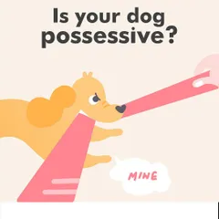 Does your dog get possessive over toys or food? This behavior is called resource guarding. This graphic is the start of a guide I created to help you understand why dogs do this and how to manage it safely.