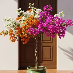 A beautifully styled multi-color Bougainvillea tree in a decorative pot, demonstrating how it can serve as a stunning, vibrant feature for a patio or entrance.