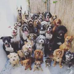 We welcome dogs of all shapes, sizes, and breeds. This group photo shows just a fraction of the wonderful pets we've had the pleasure of grooming, from tiny Chihuahuas to majestic Great Danes.