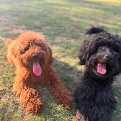 Kai with his best friend Pablo. Our programs emphasize healthy socialization, allowing dogs to make friends and learn appropriate play behaviors in a supervised environment.