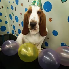 This Basset Hound is officially in party mode. After a relaxing groom, I brought out the hat and balloons to capture this perfect birthday moment.